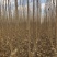 秋树大量供应3～10公分河北货源秋树量大欢迎各位选购