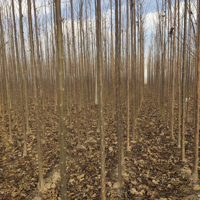 秋树大量供应3～10公分河北货源秋树量大欢迎各位选购