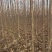 秋树大量供应3～10公分河北货源秋树量大欢迎各位选购