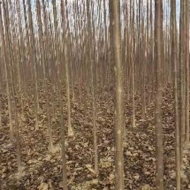 秋树大量供应3～10公分河北货源秋树量大欢迎各位选购