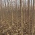秋树大量供应3～10公分河北货源秋树量大欢迎各位选购