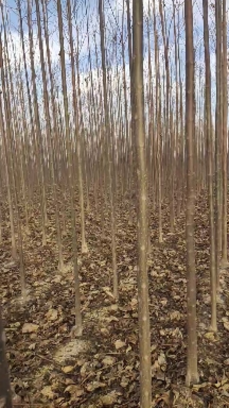 秋树大量供应3～10公分河北货源秋树量大欢迎各位选购