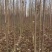 秋树大量供应3～10公分河北货源秋树量大欢迎各位选购