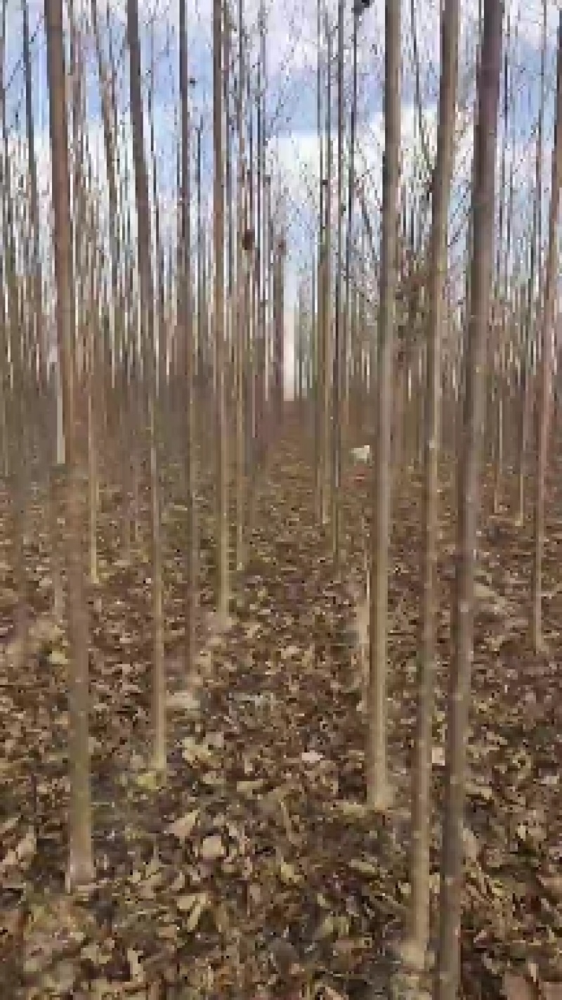 秋树大量供应3～10公分河北货源秋树量大欢迎各位选购