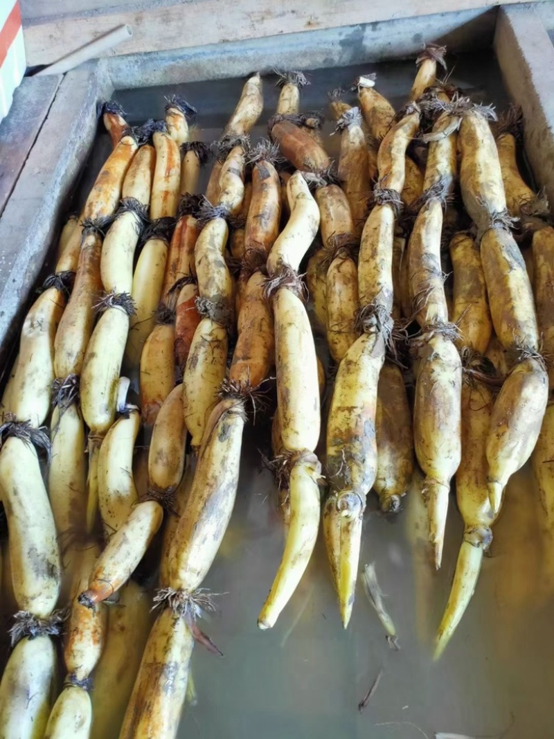 湖北洪湖。粉爆汤藕。一手货源。欢迎老板来的咨询