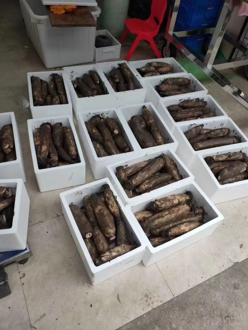 湖北洪湖。粉爆汤藕。一手货源。欢迎老板来的咨询