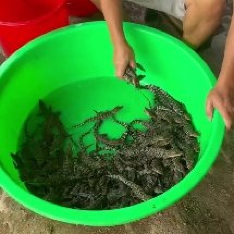 泰鳄苗暹罗鳄苗鳄鱼苗尼罗鳄