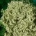 白芍新货各种规格各种中药材养生花茶批发地道药材
