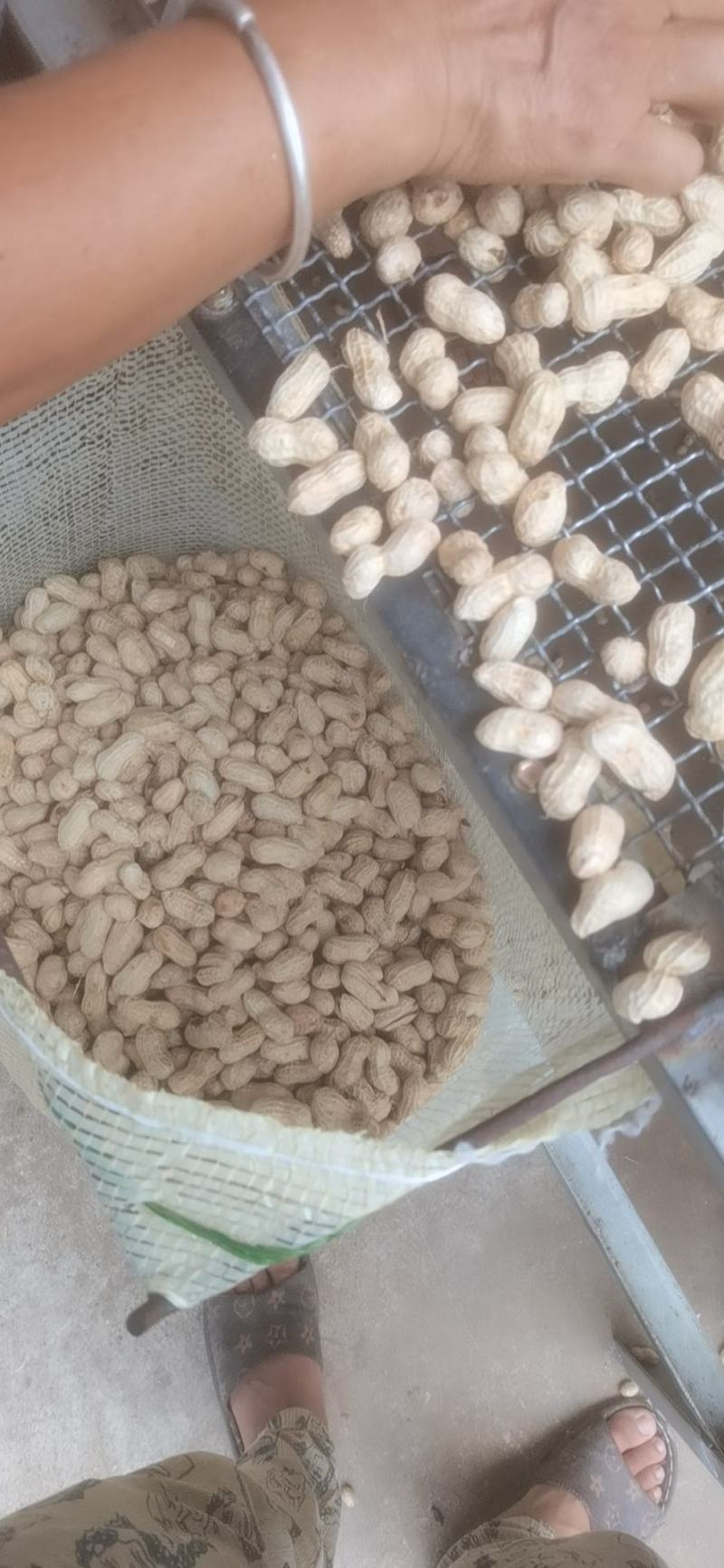 精品花生