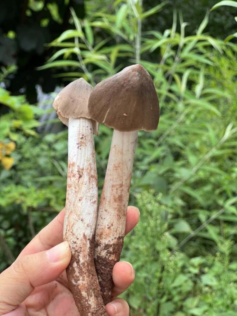 云南大理鸡枞每天十单先到先得顺丰空运