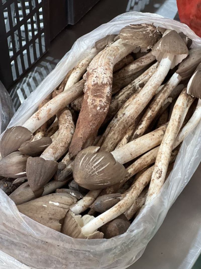 云南大理鸡枞每天十单先到先得顺丰空运