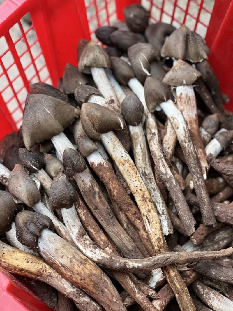 云南大理鸡枞每天十单先到先得顺丰空运