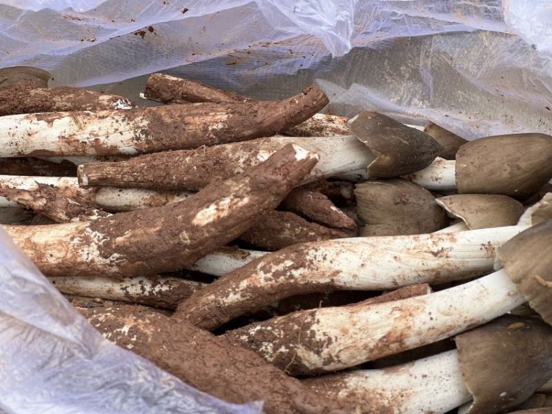 云南大理鸡枞每天十单先到先得顺丰空运