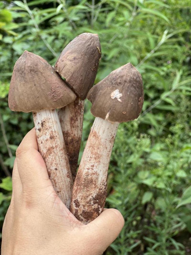 云南大理鸡枞每天十单先到先得顺丰空运