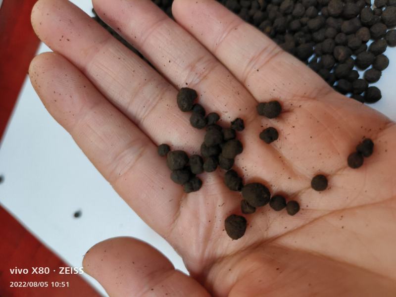 地下明珠陈伤子一粒金丹茅膏菜根干货包邮