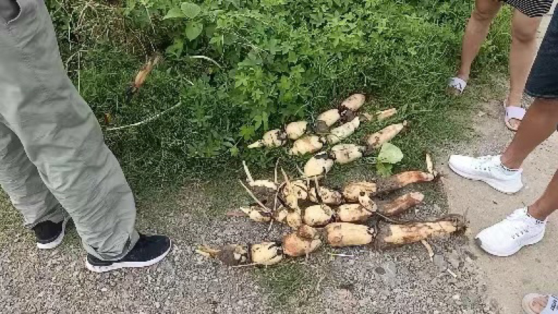 湖北早藕莲藕鄂莲6号9号大量上市产地直发质量保证