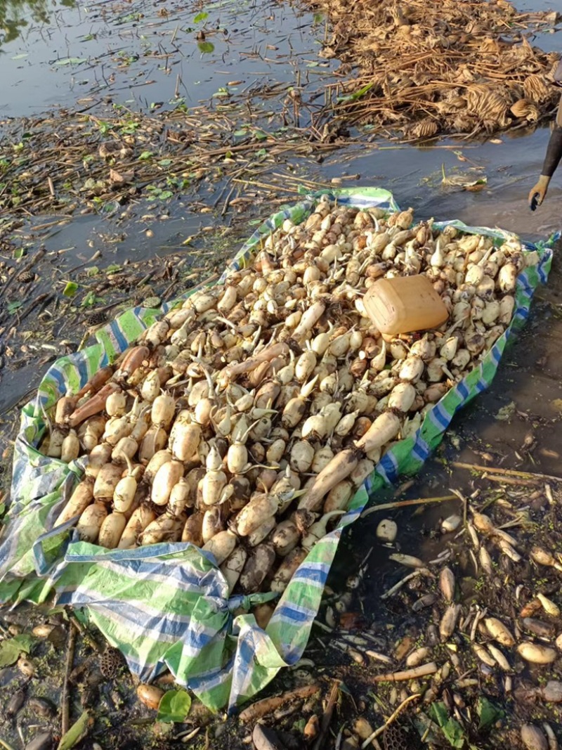 湖北早藕莲藕鄂莲6号9号大量上市产地直发质量保证