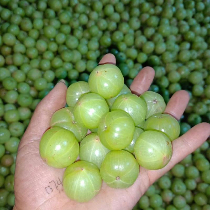 油甘果，余甘果橄榄果牛甘果大量上市需要的老板赶紧联系