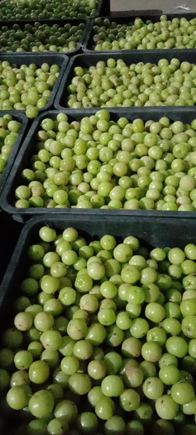 油甘果，余甘果橄榄果牛甘果大量上市需要的老板赶紧联系
