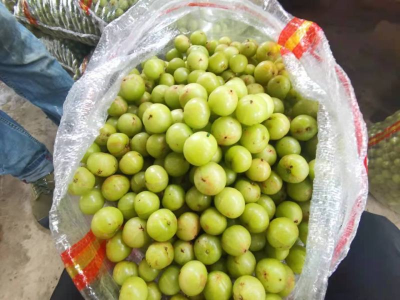 油甘果，余甘果橄榄果牛甘果大量上市需要的老板赶紧联系