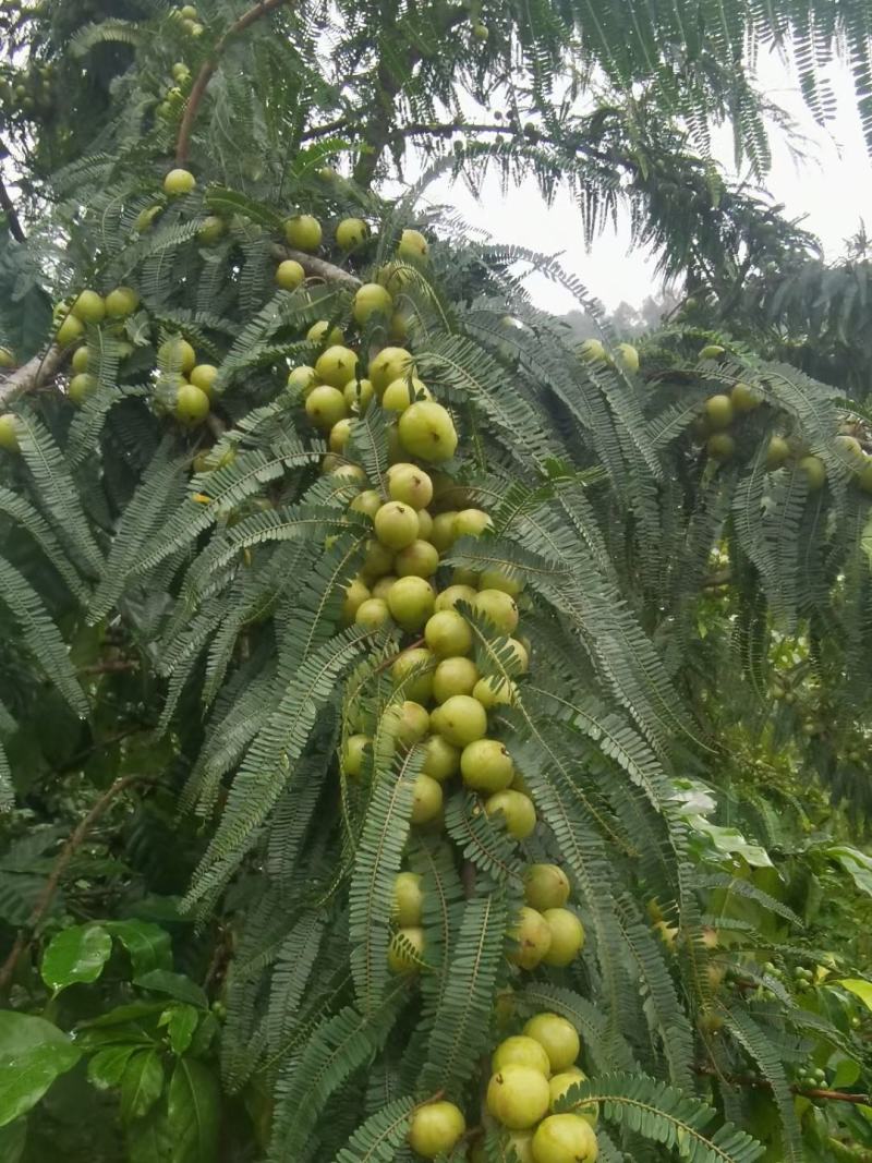 油甘果，余甘果橄榄果牛甘果大量上市需要的老板赶紧联系
