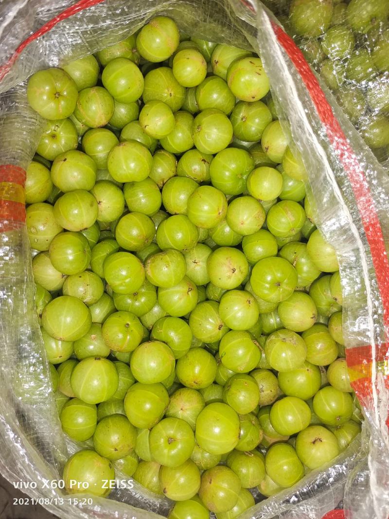 油甘果，余甘果橄榄果牛甘果大量上市需要的老板赶紧联系