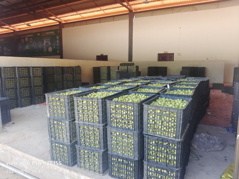 油甘果，余甘果橄榄果牛甘果大量上市需要的老板赶紧联系