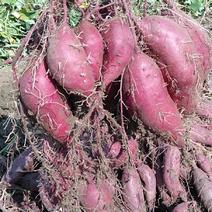 广西省贺州市富川县精品紫薯大量供应