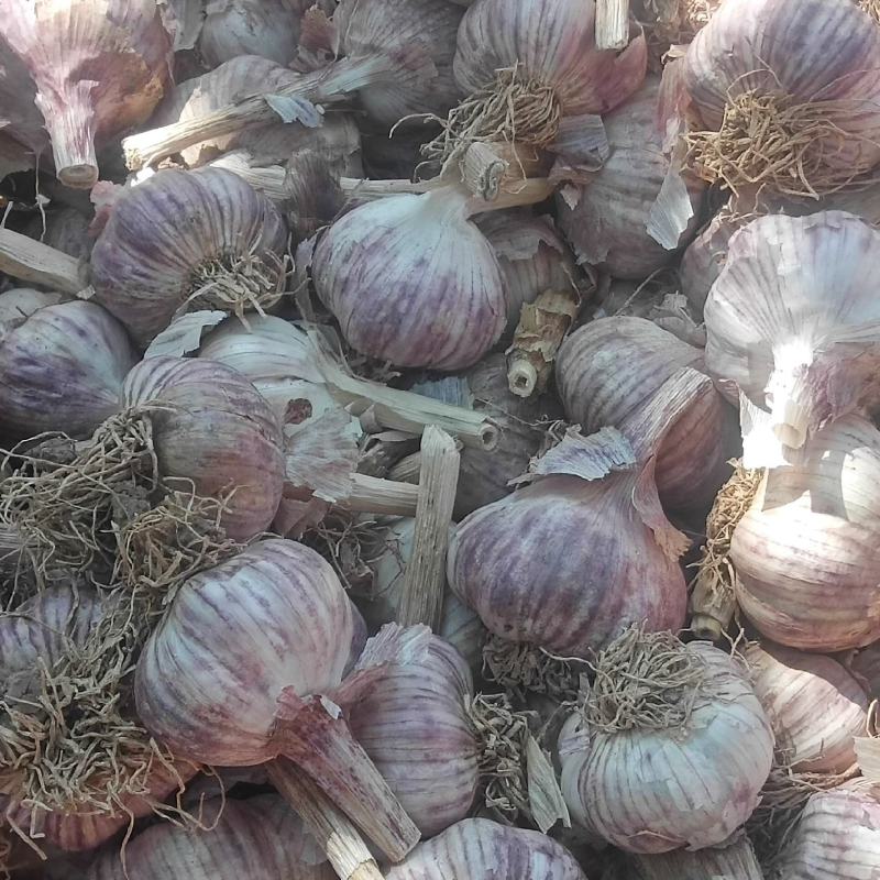 河北大名紫皮大蒜
