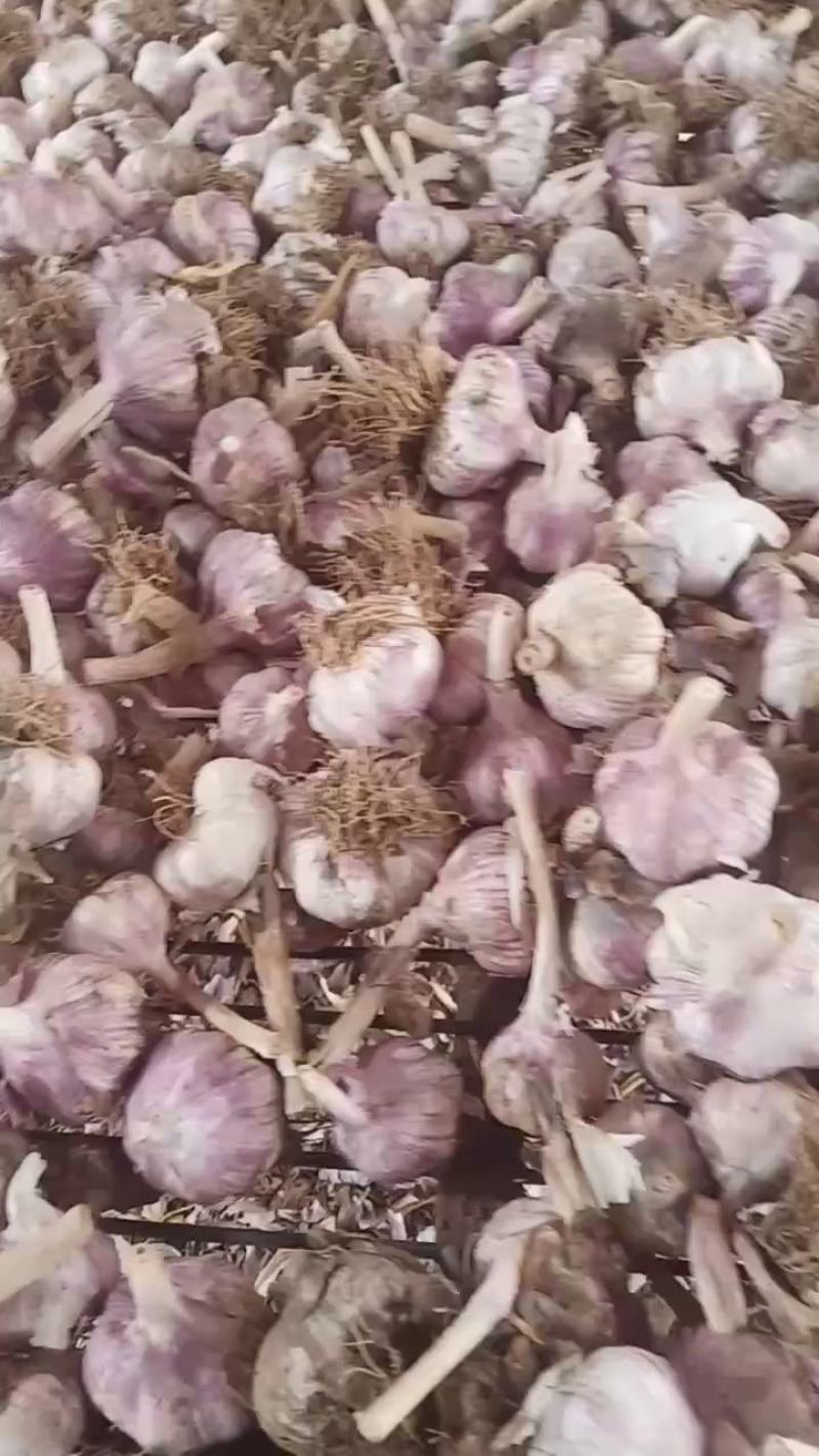 河北大名紫皮大蒜