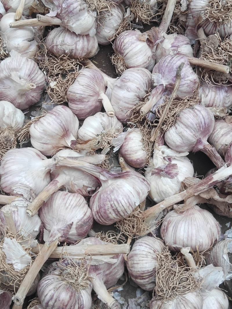 河北大名紫皮大蒜