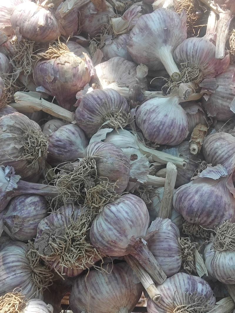 河北大名紫皮大蒜