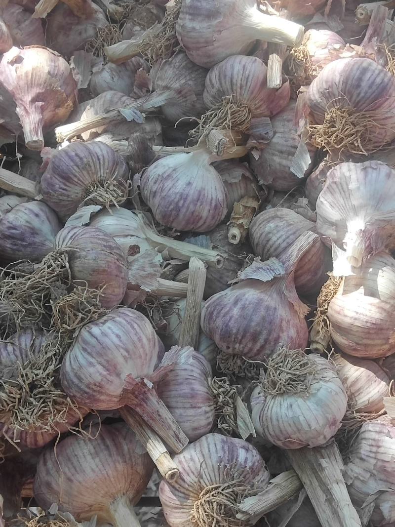 河北大名紫皮大蒜