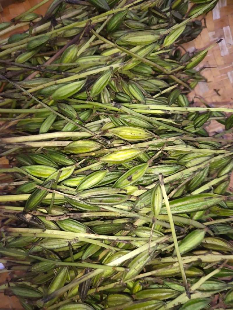 毛慈菇果夹贵州高山仿野生种植基地现采直发发芽率高