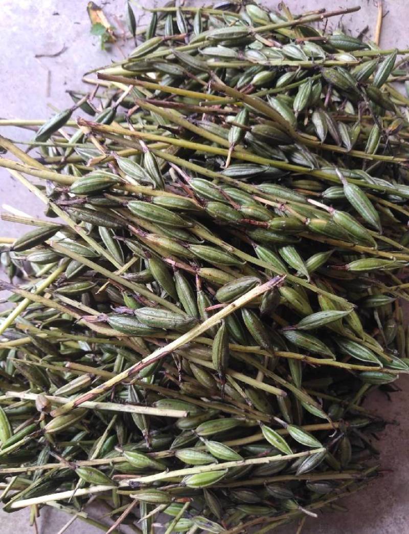 毛慈菇果夹贵州高山仿野生种植基地现采直发发芽率高
