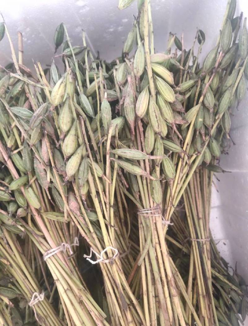毛慈菇果夹贵州高山仿野生种植基地现采直发发芽率高