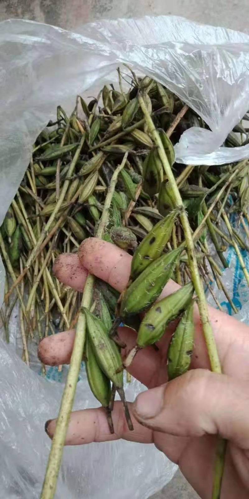 毛慈菇果夹贵州高山仿野生种植基地现采直发发芽率高