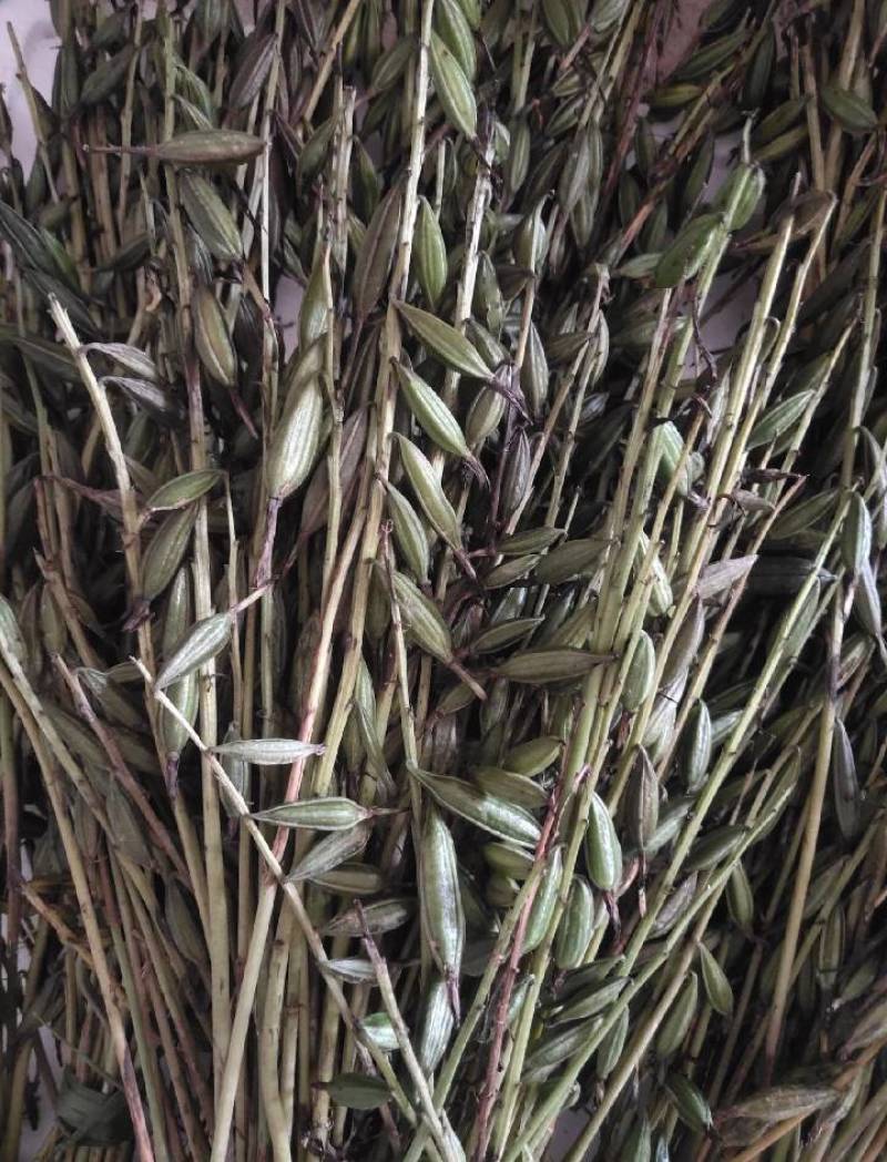 毛慈菇果夹贵州高山仿野生种植基地现采直发发芽率高