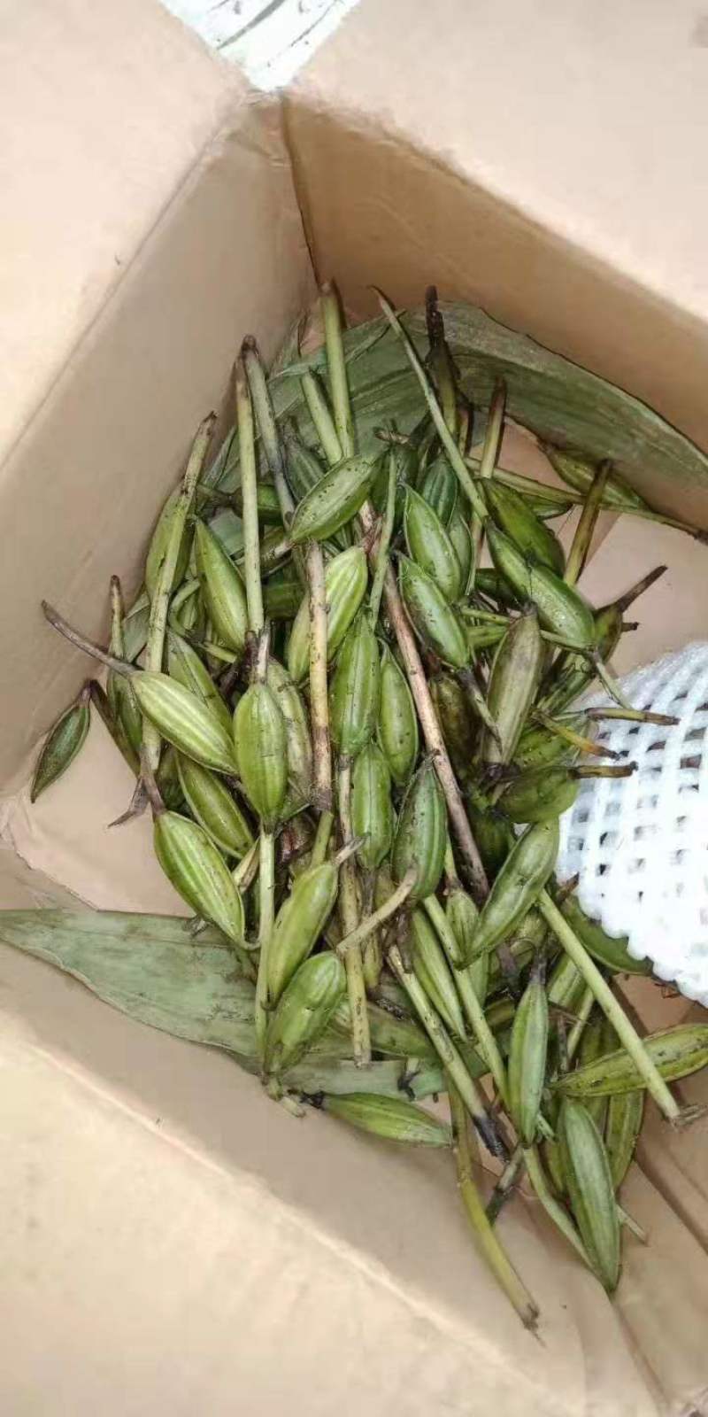 毛慈菇果夹贵州高山仿野生种植基地现采直发发芽率高