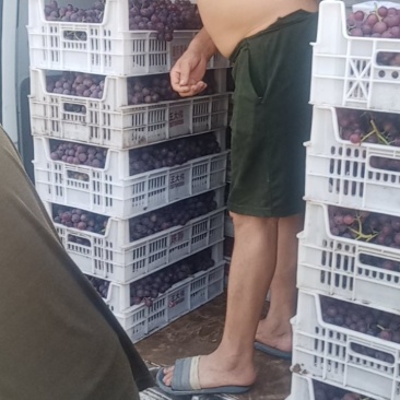 河南洛阳飓风大量上市
