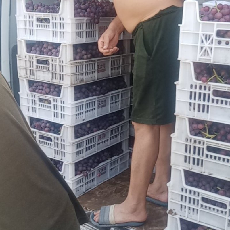 河南洛阳飓风大量上市
