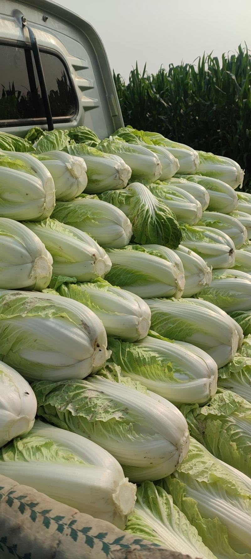 白菜