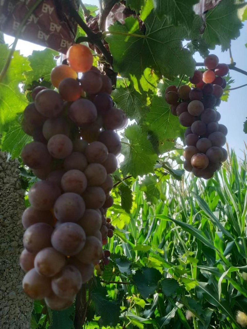 河南洛阳飓风大量上市