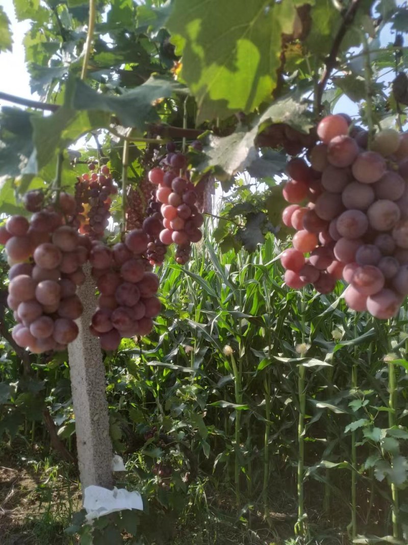 河南洛阳飓风大量上市