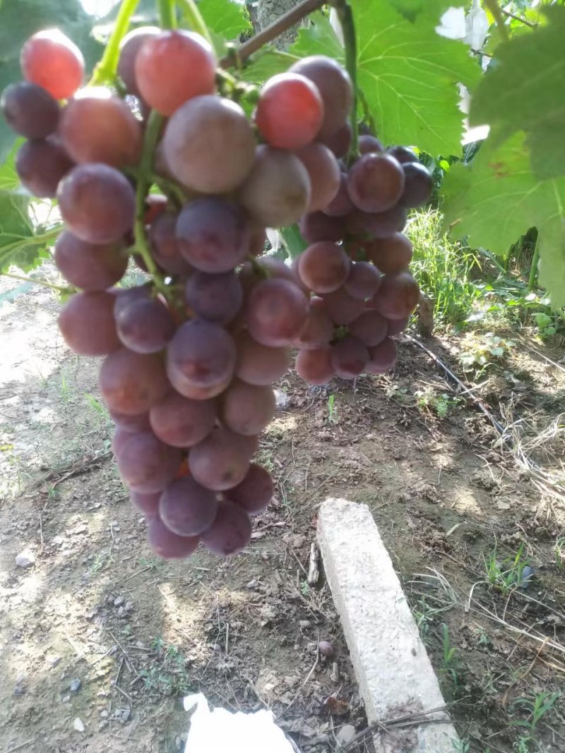 河南洛阳飓风大量上市