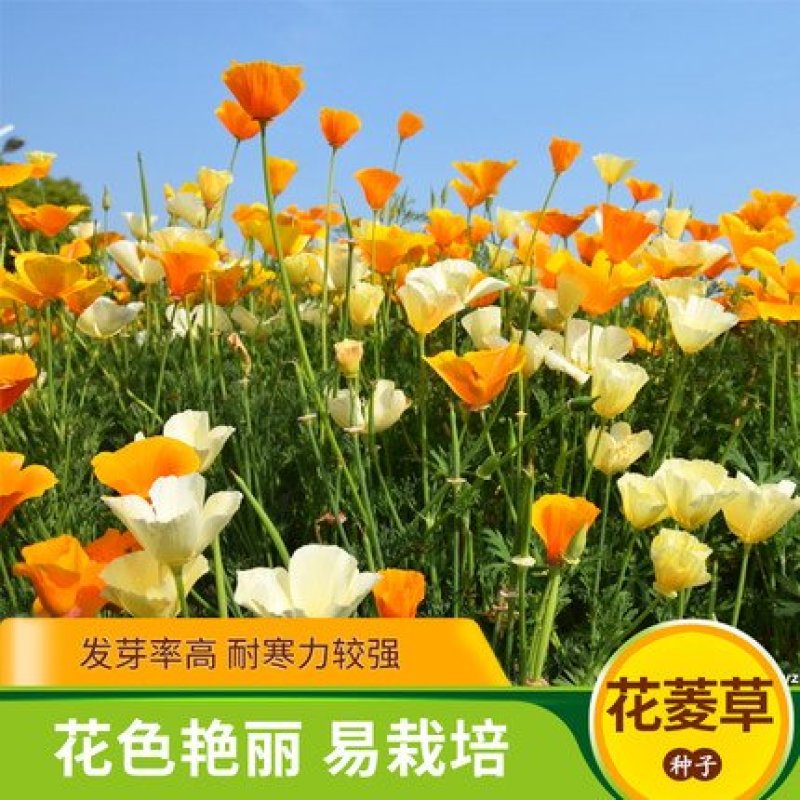 花菱草种子春秋冬耐寒花卉室内阳台盆栽室外庭院易种活四季花