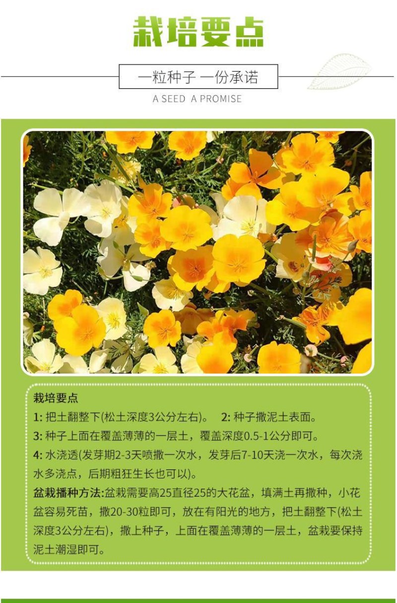 花菱草种子春秋冬耐寒花卉室内阳台盆栽室外庭院易种活四季花