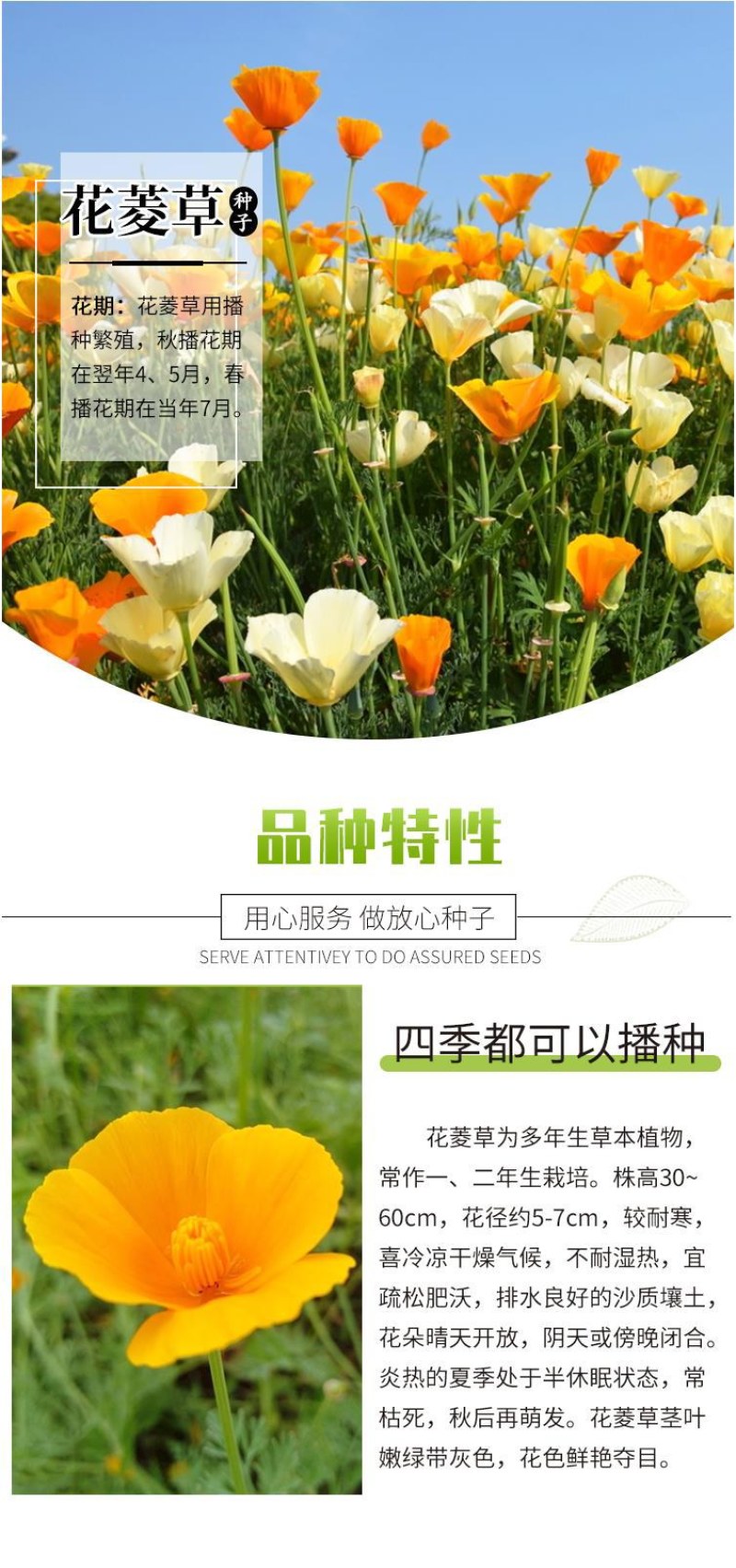 花菱草种子春秋冬耐寒花卉室内阳台盆栽室外庭院易种活四季花