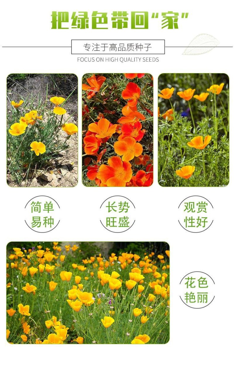 花菱草种子春秋冬耐寒花卉室内阳台盆栽室外庭院易种活四季花