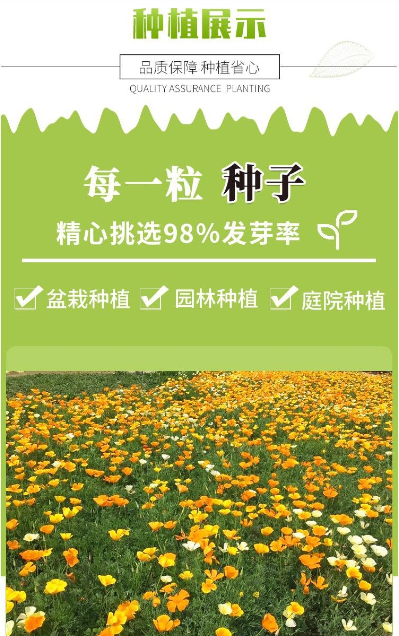 花菱草种子春秋冬耐寒花卉室内阳台盆栽室外庭院易种活四季花